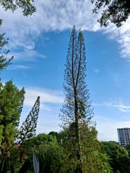 Blk 307 Clementi Meadows (Clementi), HDB 3 Rooms #575904891
